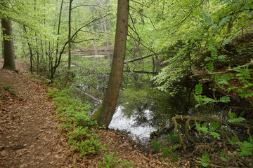 Donoperteich im Teutoburger Wald am Hermannsweg im Frühling und schön grün