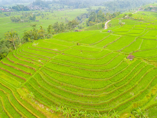 Obraz premium Rice Terraces and Indonesian Village. Aerial View