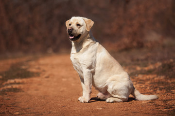 dog breed Labrador Retriever on a walk portrait