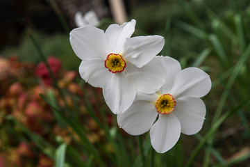 White and yellow flower in a garden