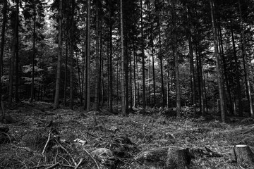 Schwarz Weiß Wald