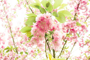 Spring Cherry blossoms, pink flowers. Sakura