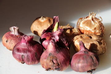 bulbs of gladiolus flowers