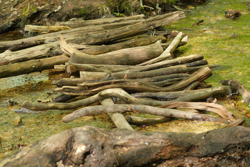 Totholz bereichert die Ökologie am Donoperteich im Frühjahr