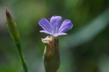 Маленький цветочек