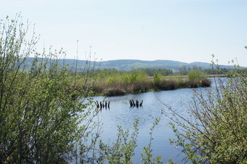 Moor;Torf;Naturschutzgebiet,sea,lake