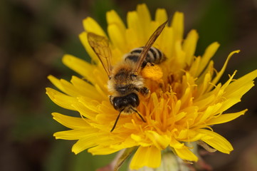 Весенняя сборка