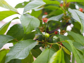 Fototapeta premium Young cherry branch, green unripe fruit, fruit tree