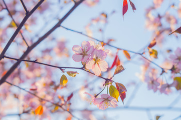 Sakura close-up. Cherry blossom in springtime, beautiful pink flowers