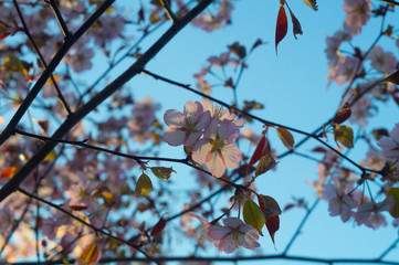 Beautiful sakura flower (cherry blossom). Sakura tree flower on blue sky with blur bokeh