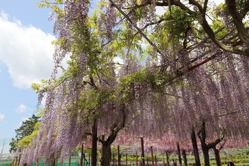 かざはやの里　藤棚