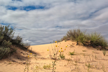 Desierto