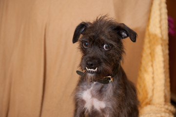 Cute little mixed breed dog with under bite teeth look very adorable and intelligent