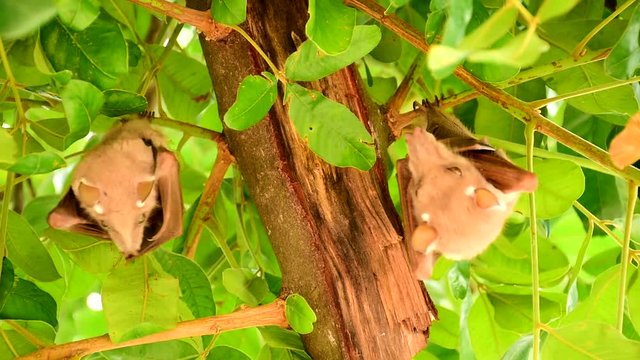 fruit bat in Kruger national park in South Africa