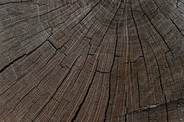 Fototapeta premium Wooden Pattern Textures. Wooden Texture Background. Natural Backdrop.