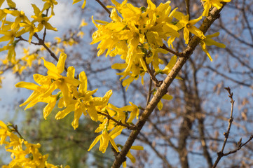 Blooming Forsithya, dramatic yellow flowers  on a bush in the sun