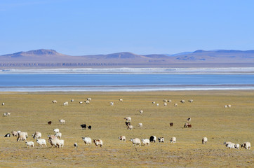 Tibet, sheep grazing on the shore of lake Pangong
