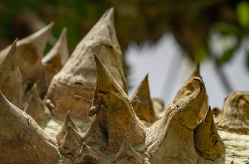Ceiba speciosa