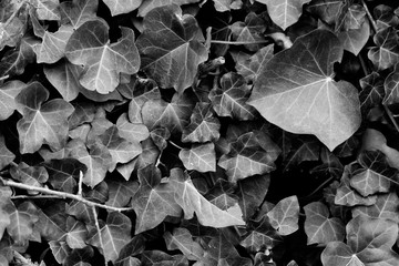 Leaves of ivy in black and white for background