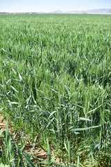 Arizona green wheat field