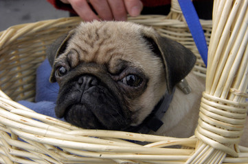 hundewelpe