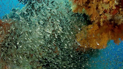 Colorful coral reef with soft corals, Dendronephthya, and a school of fish. Bald glassy, Ambassis gymnocephalus, Raja ampat, Indonesia, SUPER SLOW MOTION