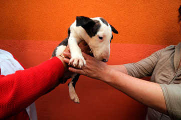 hundewelpe