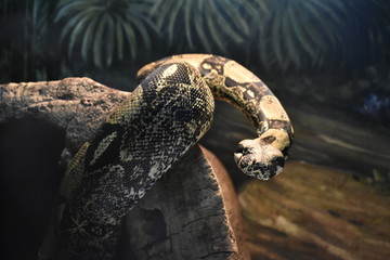 Imperial boa. It lives in South America. A resident of the tropic forests.