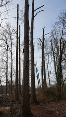 Poplar trees with pruned branches