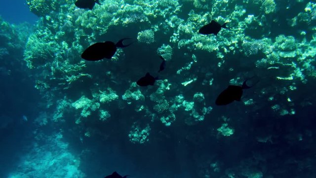 4k video of beautiful coral reefs on the sea bottom. Colorful fishes swimming around