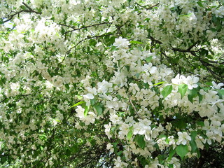 In spring, the first of the trees are blooming bird cherry and apple trees. In the air is their pleasant tart flavor! The trees are completely covered with white flowers.