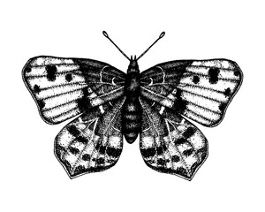 Black and white vector illustration of a butterfly. Hand drawn insect sketch. Detailed graphic drawing of wall brown in vintage style.