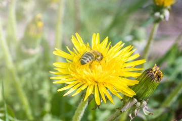 daylight. bee closeup on dandelion. have toning. shallow depth of cut