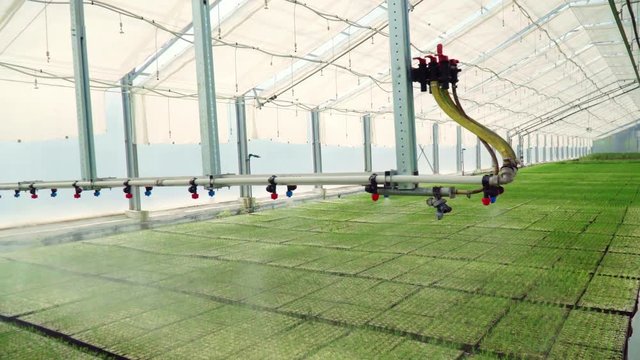 Industrial agriculture. Rows of plants growing inside big industrial greenhouse