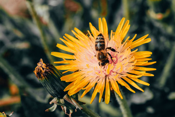 daylight. bee closeup on dandelion. have toning. shallow depth of cut