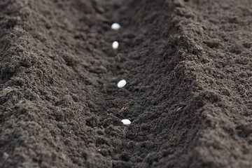 Sowing seeds of bean on garden-beds. Work in the garden. 