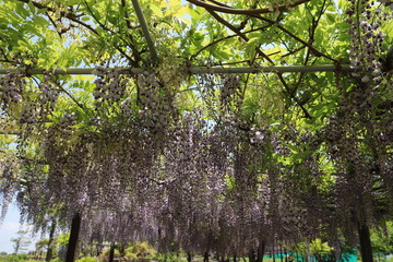 かざはやの里　藤の花