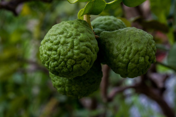 A cluster of Citrus hystrix (Kaffir limes) in vegetation background.