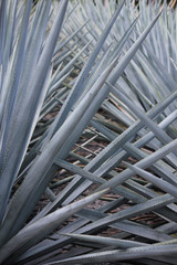 blue agave spines closeup