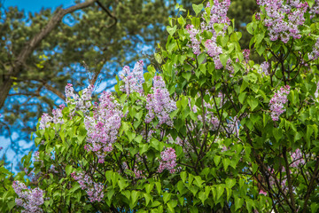 Lilac tree flowers in early stage of blooming