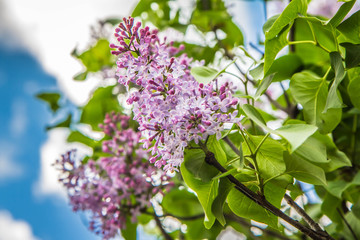 Lilac tree flowers in early stage of blooming