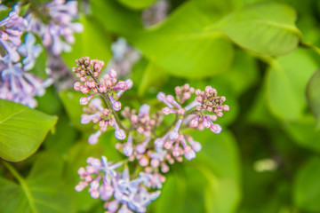 Lilac tree flowers in early stage of blooming