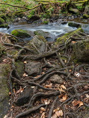 flowing stream with tree roots in the foreground