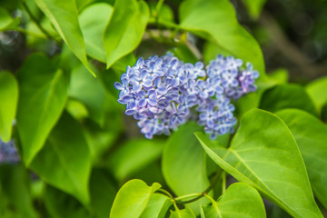 Lilac tree flowers in early stage of blooming