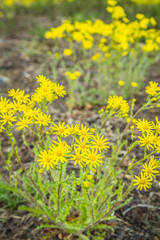 The Senecio squalidus known as Oxford ragwort blooming