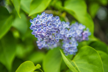 Lilac tree flowers in early stage of blooming