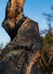 Burnt Tree Branch