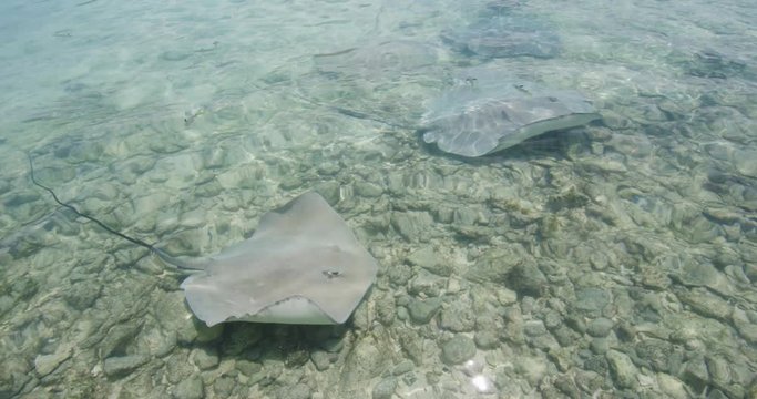 Stingrays - video of Stingray wildlife in nature in French Polynesia, Bora, Bora, Tahiti. Stringray are often seen on snorkeling and diving tours. Shot on RED Epic in Slow Motion.