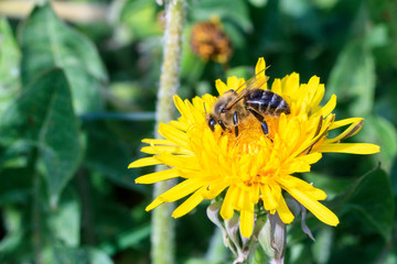 daylight. bee closeup on dandelion. have toning. shallow depth of cut