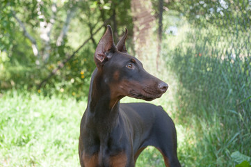 Doberman female brown and fire outside looking at something